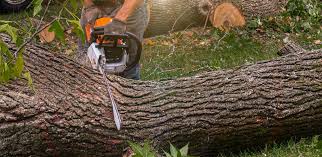 How Our Tree Care Process Works  in  Milton, GA