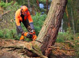 Best Lawn Drainage Solutions  in Milton, GA