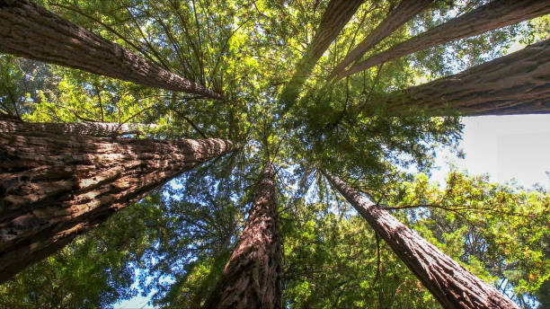How Our Tree Care Process Works  in  Milton, GA