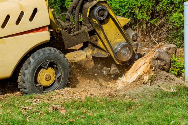 Milton, GA Tree Services Company