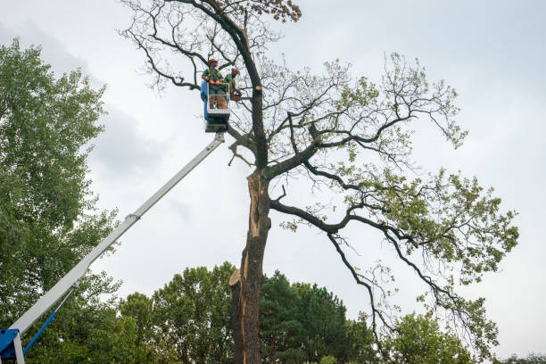 Professional Tree Services in Milton, GA