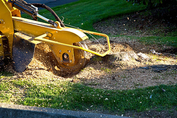 Best Arborist Consultation Services  in Milton, GA