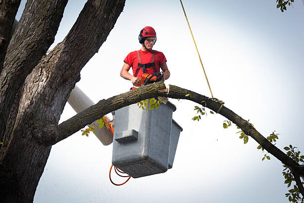 Best Aeration Services  in Milton, GA
