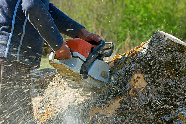Best Stump Grinding and Removal  in Milton, GA